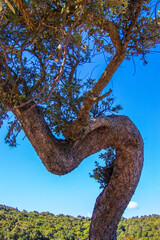 Oaks (cork trees) bent by the Mistral wind, on the road to Ingurtosu and Piscinas