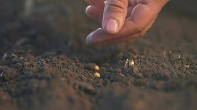 soybean agriculture. farmers hand a plants soybean grains in agricultural soil. agriculture business farm soybean concept. Farmer sows lifestyle soybean grains. soy farm concept