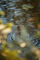 Photo of a wild duck in a lake.