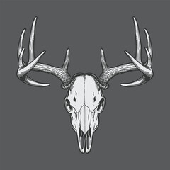 deer skull hand drawn illustration