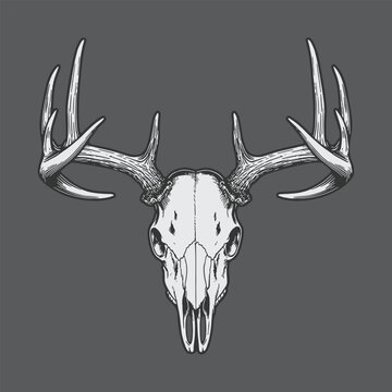 deer skull hand drawn illustration