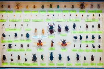 Entomological collection of dried beetles under glass. My hobby is studying insects. Museum...