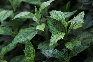 Decorative plant, several types of plants that have unique textured leaves, selective focus with...