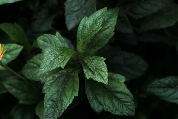 Decorative plant, several types of plants that have unique textured leaves, selective focus with blur 
