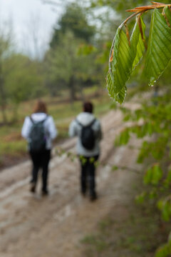 People walking in the forest in rainy weather. Trekking in rainy weather in spring. Trekking routes in Bursa. Bursa Kırıntı Village.
