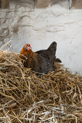 Mother hen laying eggs in her hay nest inside a barn.