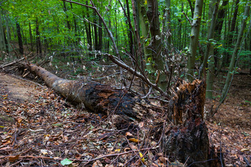 A dead tree in the forest. Environment or ecosystem concept