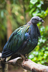Close up of a Nicobar pigeon in its inhabitat.