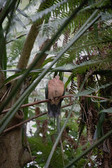 Pink pigeon perched on a branch of a tree.
