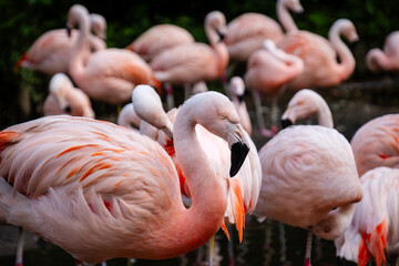 A flock of pink Chilean flamingos © Sean Fleming