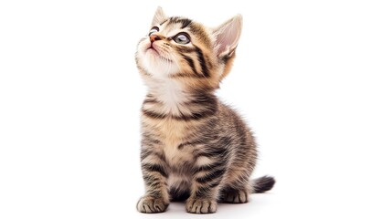 Playful funny kitten looking up isolated on a white background.  