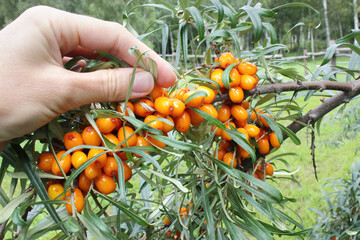 Harvesting fresh ripe sea buckthorn berries from brunches, hand close up. Close up of a spring of...