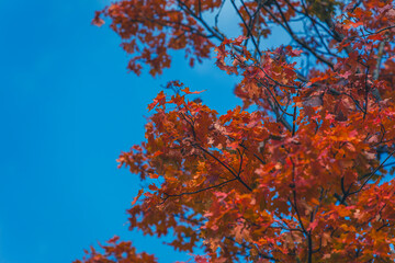 colorful autumn leafs