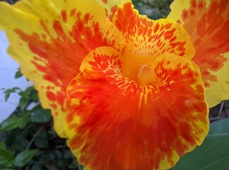 red poppy flower in sunlight