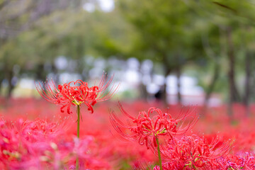 巾着田の曼珠沙華