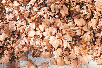 fallen and dried tree leaves piled up on the street in fall