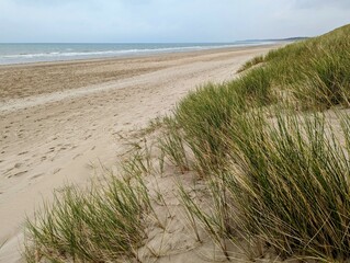 Long grass growing on the sand dunes at Ballinesker beach in County Wexford, Ireland