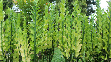 fresh green Pedilanthus tithymaloides plant. green nature background