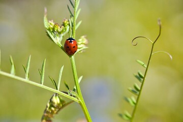 Roter Marienkäfer mit schwarzen Punkten im Gras