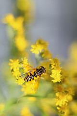 Bee on yellow flower of goldenrod. Close-up, macro photography. Insect in wild. Soft, selective focus.