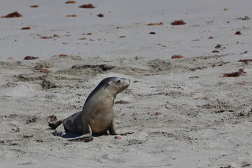 australian sea lion