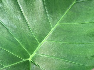 Beautiful green leaf as background, top view