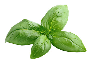 Fototapeta premium Fresh basil leaf with vibrant green color, isolated on transparent cutout background