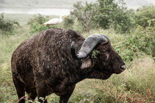 A buffalo in the rain in Kruger National Park, South Africa