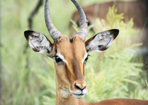 A close up of a male impala in Kruger National Park, South Africa