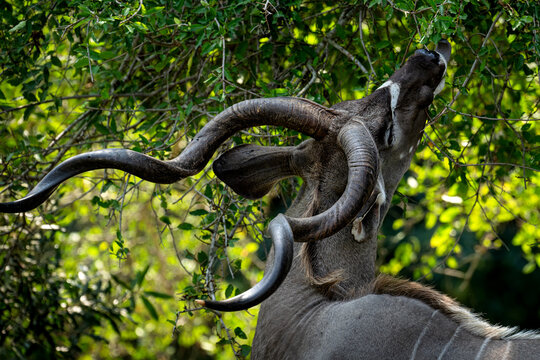 A male kudu eating leaves in Kruger National Park, South Africa