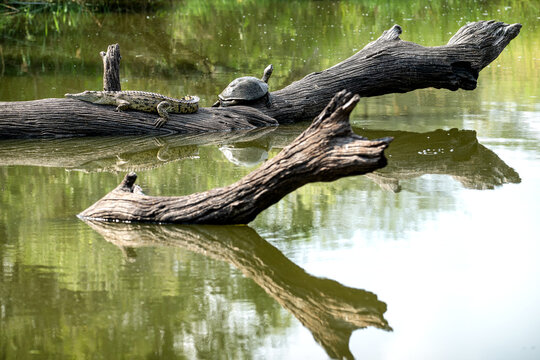 A crocodile and terrapin on a log in Kruger National Park, South Africa