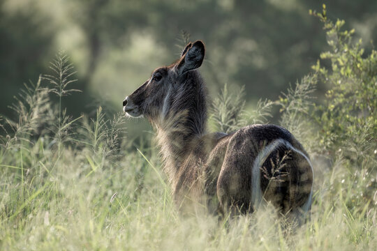 A portrait of a waterbuck in Kruger National Park, South Africa