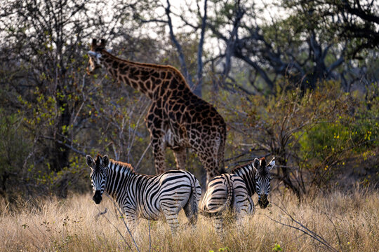 A giraffe and zebra in Ukhozi Nature Reserve, South Africa