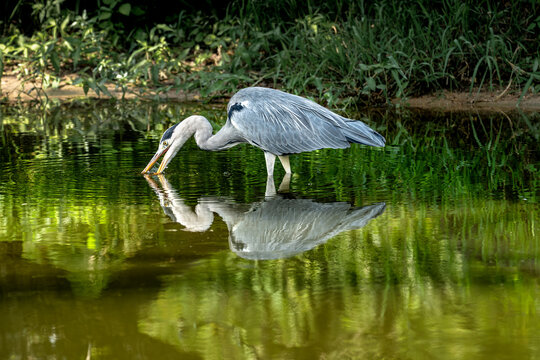 A Grey Heron in a lake in Kruger National Park, South Africa