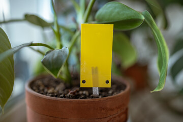 Yellow sticky trap closeup. Non-toxic flypaper for Sciaridae insect pests around potted Philodendron houseplant on windowsill at home. Eco plant pest control indoor. 