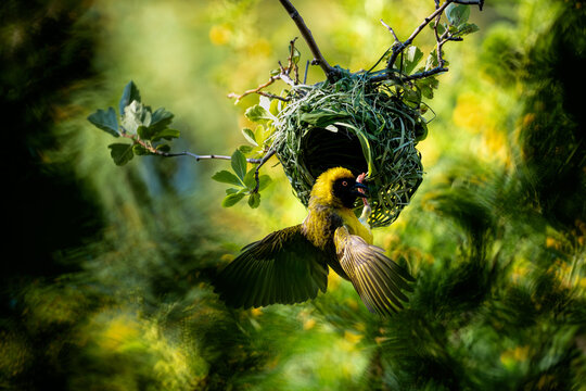 A southern masked weaver building a nest