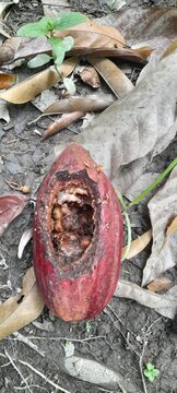 Cocoa fruits
