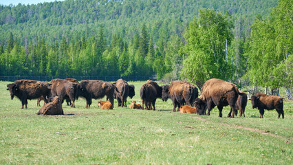 Bisons in the Bisonarium in Yakutia, Russia