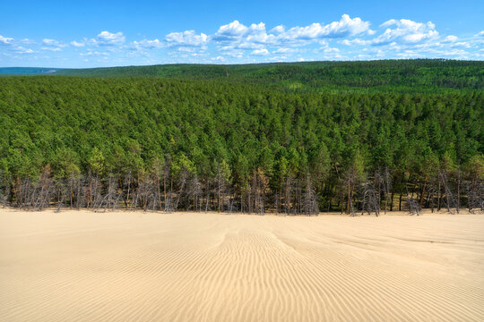Tukulan sand dune and the trees of taiga in Yakutia, Russia