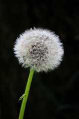 White dandelion photographed up close with stem and seeds and a black background macro