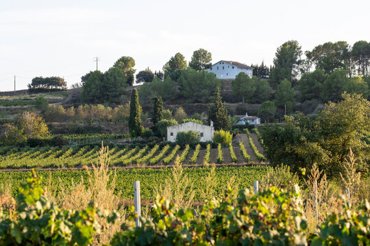 A scenic hillside with lush green vineyard rows under clear skies. The farmhouses in the background add a touch of rural charm, capturing a peaceful countryside scene in Penedes Spain