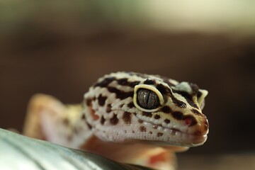 One beautiful gecko on green leaf, macro view