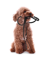 Walking with dog. Cute Maltipoo with leash on white background