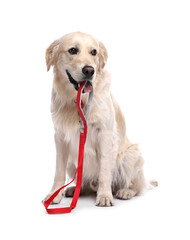 Walking with dog. Cute Golden Retriever with leash on white background