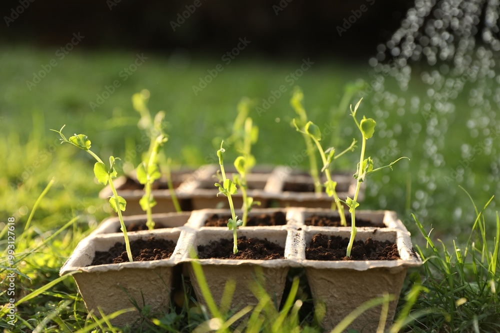 Canvas Prints watering potted young seedlings outdoors on sunny day, closeup