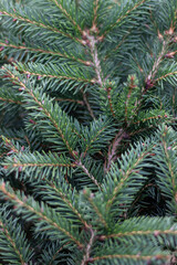 close up of pine branches