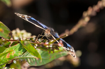 Blue Pansy (Junonia orithya) is a common species at the Tigris valley in Diyarbakır in Turkey. It lives in Asia, Europe and Africa.
