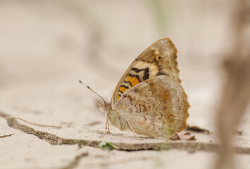 Blue Pansy (Junonia orithya) is a common species at the Tigris valley in Diyarbakır in Turkey. It lives in Asia, Europe and Africa.