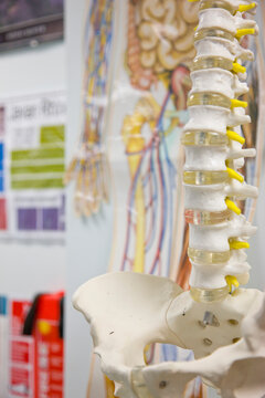 Close up of an anatomical model of the spinal column and pelvis in a biology classroom
