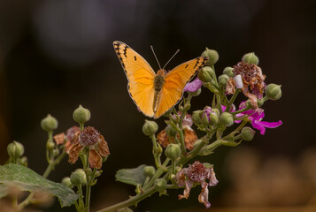 Butterfly kolot of Mesopotamia (Colotis in fausti) lives in the garden Hevsel the UNESCO Cultural Heritage List of Diyarbakir in Turkey.